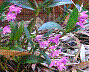 Dendrobium kingianum