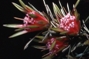 Mountain Devil - Lambertia formosa
