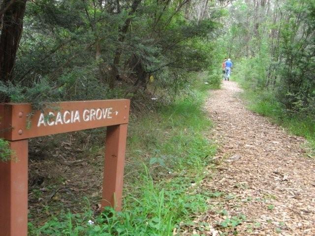 Acacia Grove