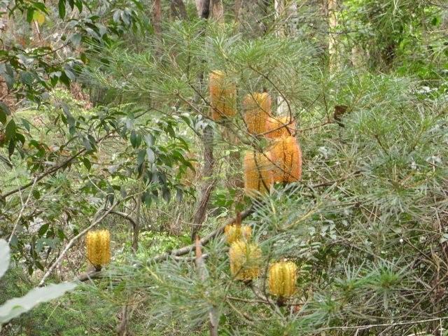 Banksia spinulosa