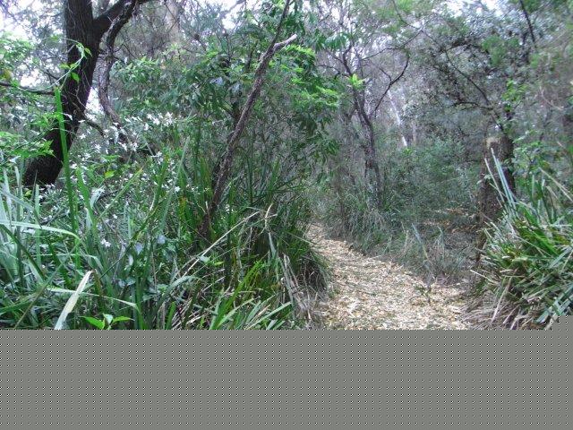 Lomandralongifolia