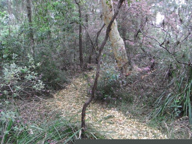 Eucalyptus sclerophylla