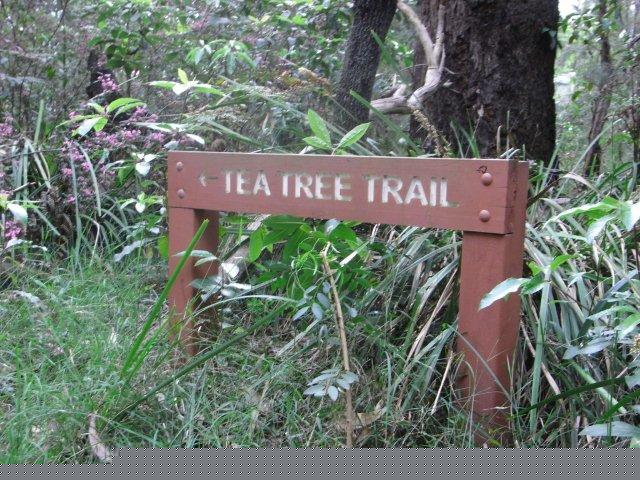 The Tea Tree Trail