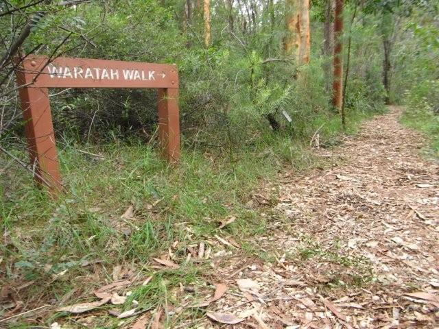 Waratah Walk