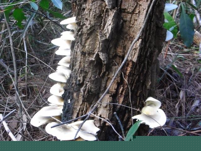 Bracket Fungi on Waratah Walk