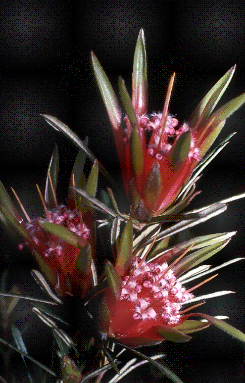 Mountain Devil - Lambertia formosa